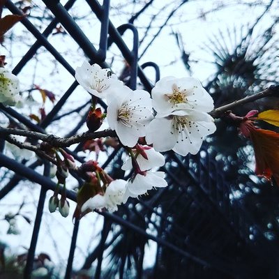 4月はじめのひとりごと。 4月はじめのひとりごと。