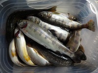 朽木渓流魚センター 石田川ダム 朽木渓流魚センター 石田川ダム