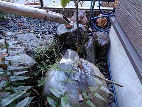 ツクバイが・・ 伏見稲荷 ツクバイが・・ 伏見稲荷