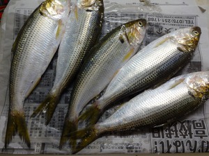 海辺の森キャンプ場 地引網 海辺の森キャンプ場 地引網