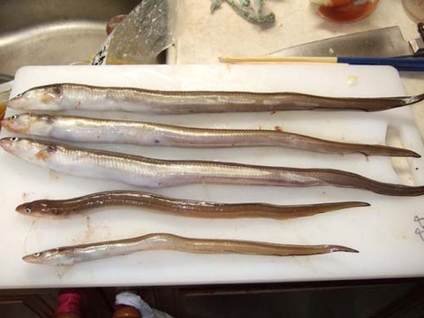 魚つり 魚つり