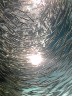 海響館