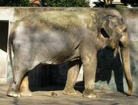 動物園のちジブリ