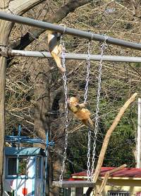 動物園のちジブリ