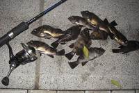 あ〜よく釣れた。