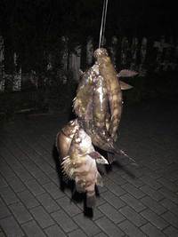 あ〜よく釣れた。