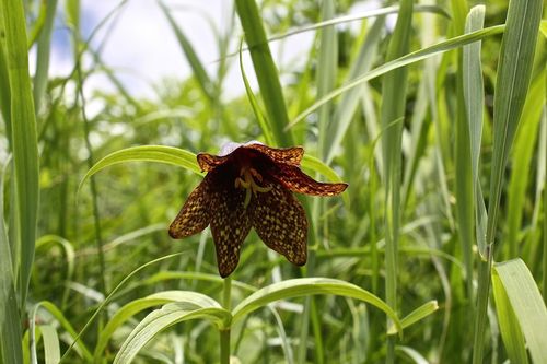 夏休み木曽駒ヶ岳登山キャンプ