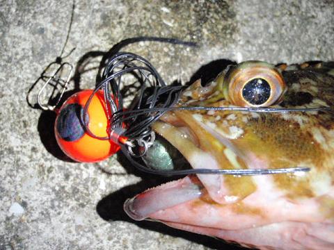 ボンボンでキビレ釣り