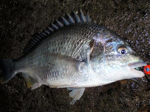 ボンボンでキビレ釣り