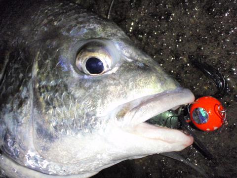 ボンボンでキビレ釣り