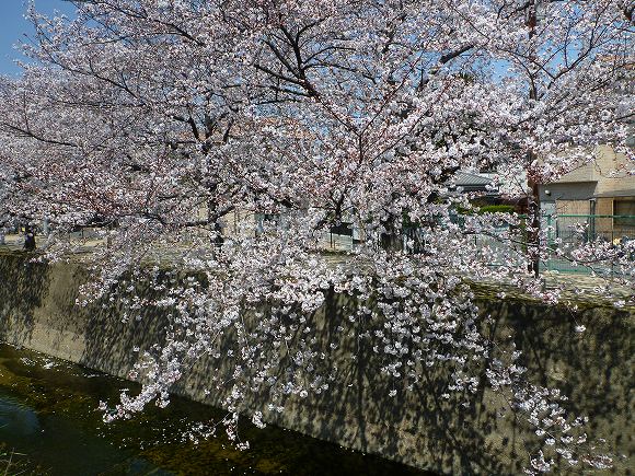 免除川の桜