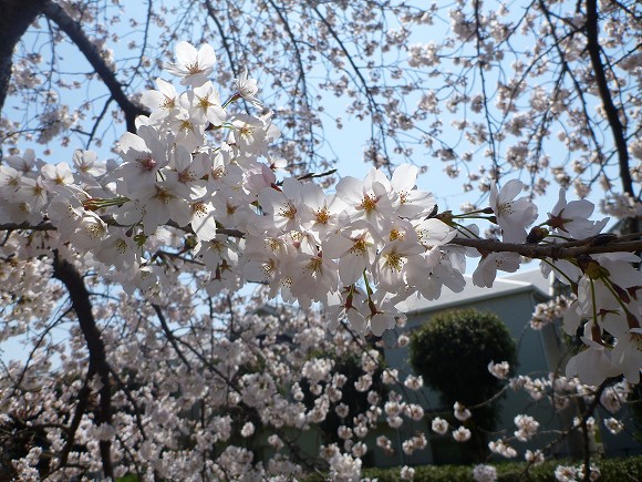 免除川の桜