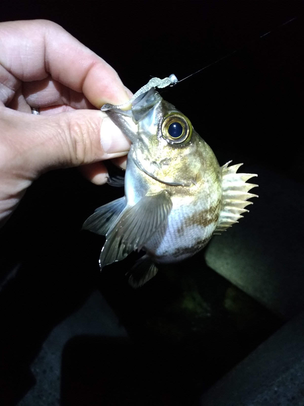 ルアーで海 釣ってます 19 2 22 7 ワーム交換が味噌