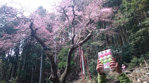 3月27日 福智山 虎尾桜にて花見