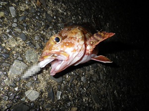 コノトコロ