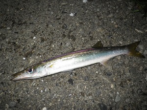 コノトコロ
