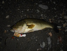 バスの夜釣り