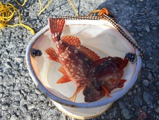 初釣り