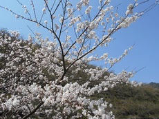 桜満開　富郷渓谷