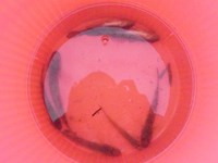 泳がせ釣りは必ずしもアジでないとダメなのか