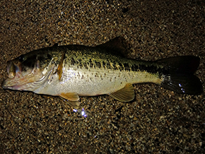 【釣行】偶には釣れる