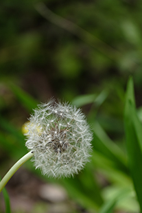 【諸々】FUJIFILM XF70-300mm F4-5.6 R LM OIS WR