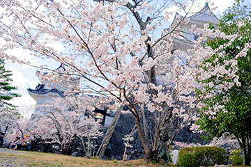 【諸々】色々と撮ってみる #21 (桜)