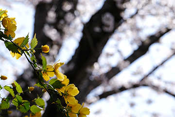 【諸々】色々と撮ってみる #21 (桜)