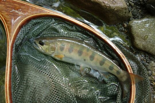 秋川ライフ つれないヤマメ達