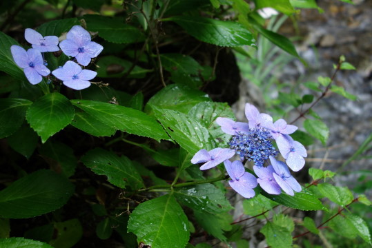 渓流の紫陽花