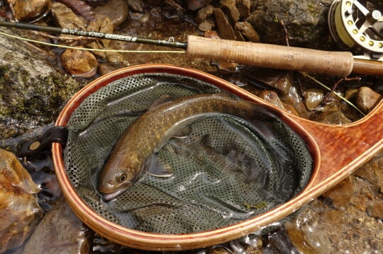 イワナ22cm
