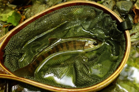 ヤマメ19cm