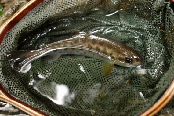 ヤマメ18cm