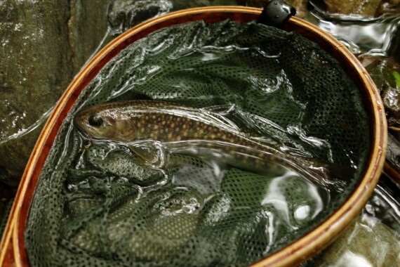 イワナ18cm