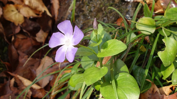 綺麗な花