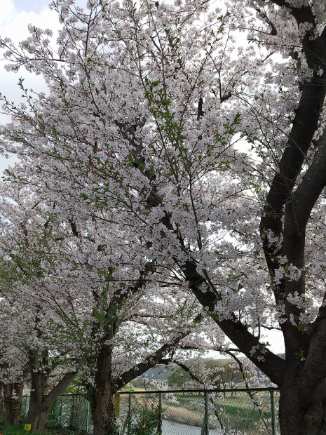 自宅そばの川沿いの桜並木