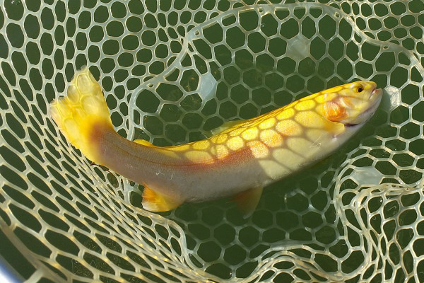 アルビノ35cm