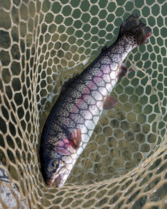 秋川湖のレインボー