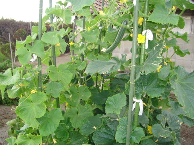 『おやちゃい！野菜！Agriculture（農業）の恵み！2』