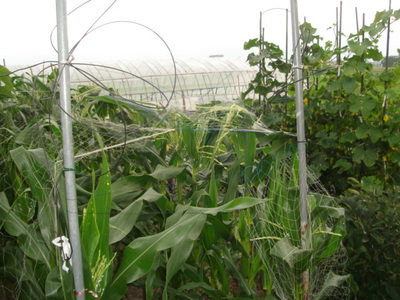 『おやちゃい！野菜！Agriculture（農業）の恵み！2』