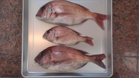鯛ラバ　鳴門海峡　2発目 2014/05/18 16:01:25