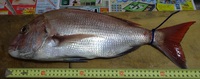 小豆島沖　一発目 2014/07/21 18:47:39