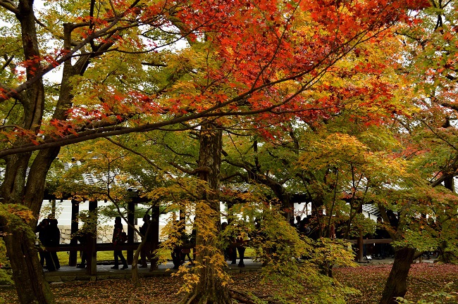 東福寺　紅葉