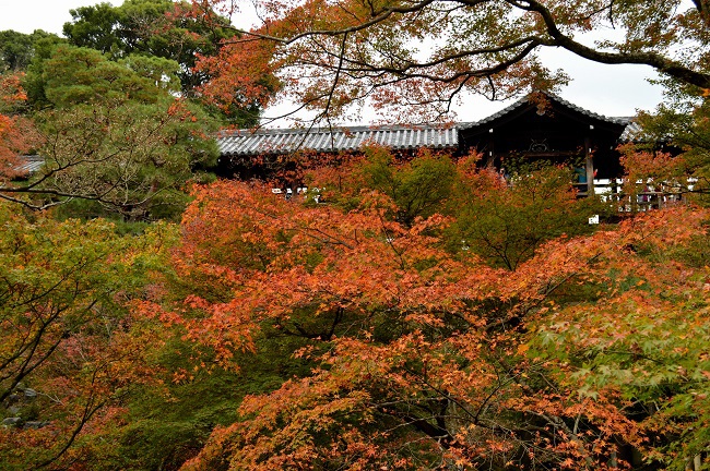 東福寺　紅葉