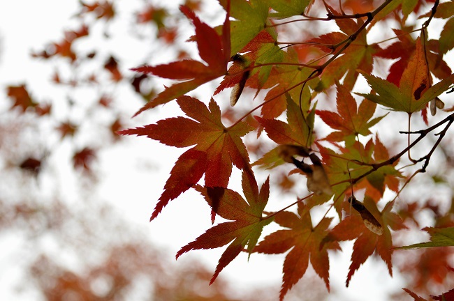 東福寺　紅葉