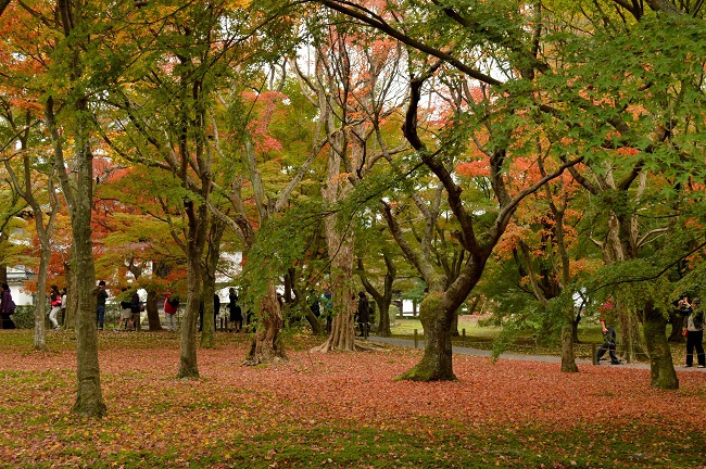 東福寺　紅葉