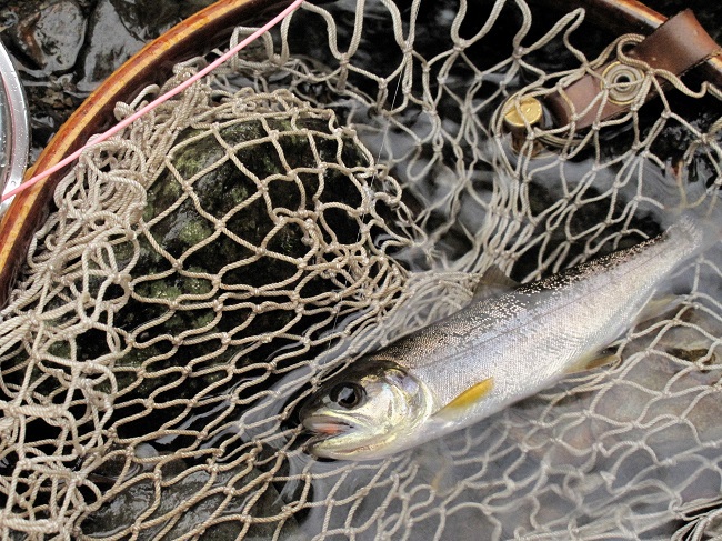 永遠に、幸せになりたかったら釣りを覚えなさい。