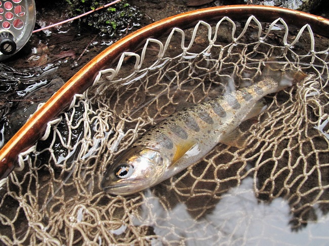 永遠に、幸せになりたかったら釣りを覚えなさい。