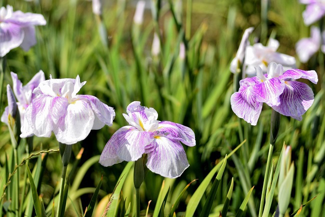 堀川菖蒲園