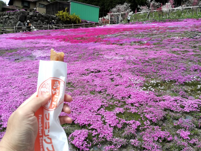 國田家の芝桜を愛でる